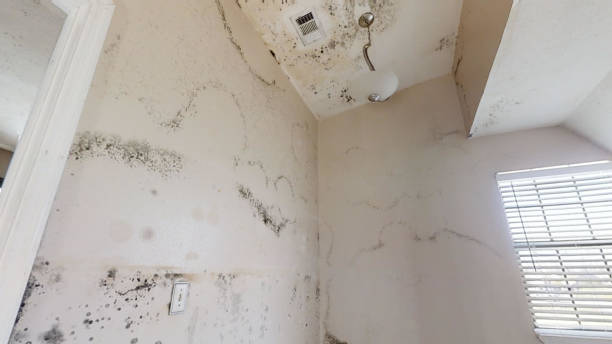 Best HVAC Mold Inspection and Cleaning  in Lake Of The Woods, AZ