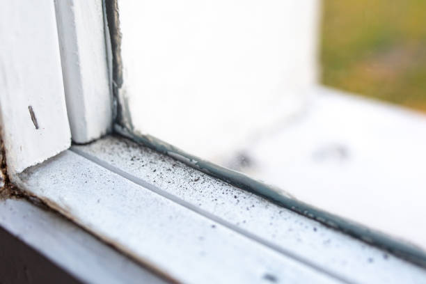  Lake Of The Woods, AZ Mold Removal Pros