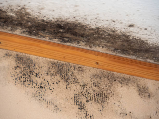 Best Environmental Consulting for Mold Prevention  in Lake Of The Woods, AZ