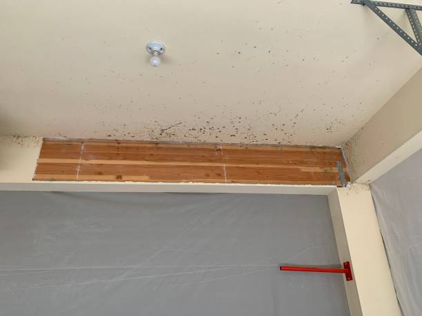 Mold Odor Removal Services in Lake Of The Woods, AZ