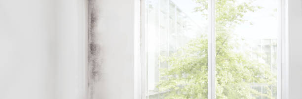 Best Industrial Mold Remediation  in Lake Of The Woods, AZ