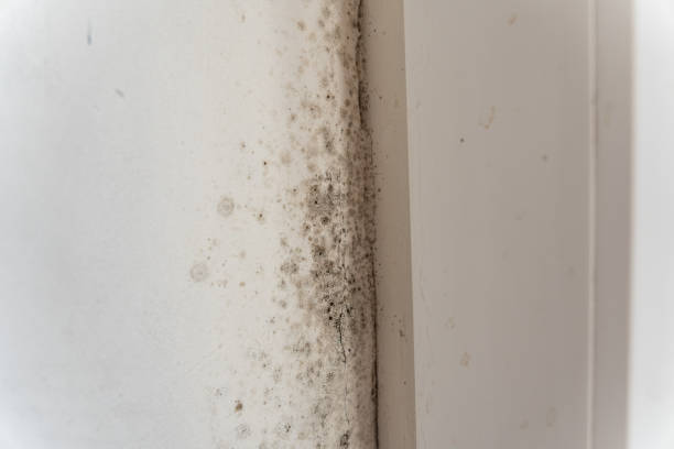 Best Attic Mold Removal  in Lake Of The Woods, AZ
