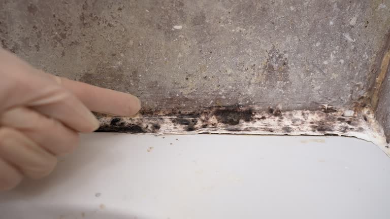 Best Forensic Mold Investigation  in Lake Of The Woods, AZ